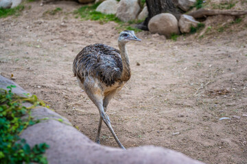 A Rhea in Tucson, Arizona