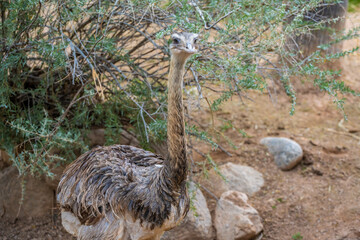 A Rhea in Tucson, Arizona