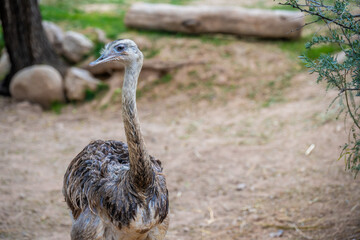 A Rhea in Tucson, Arizona