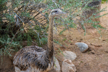 A Rhea in Tucson, Arizona