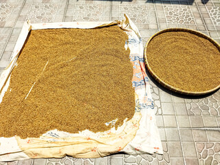 Dry the coriander in the sun. The traditional process of drying coriander