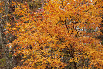 紅葉