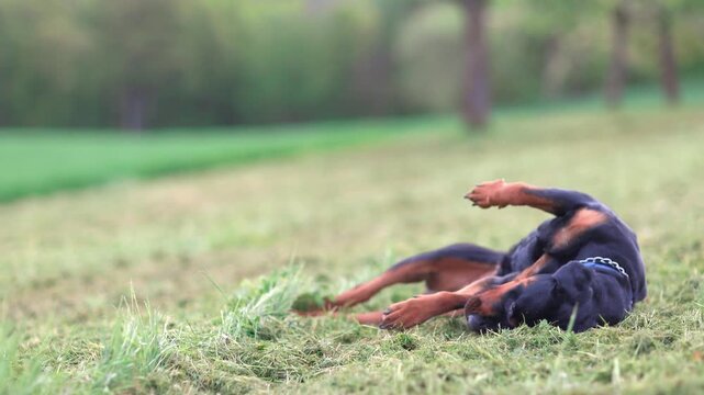 Rottweiler dog tumbles and wallows in a meadow with green and mowed grass in the countryside