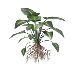 Buy anubias aquarium plant online aquatic plant for sale on transparent background