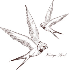 Flying Swallow Bird Sketch in Black and White Minimalist Hand Drawn Illustration