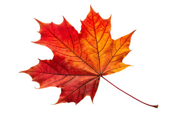 Obraz premium Autumn maple leaf colors falling