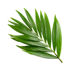 Fototapeta premium Close-up palm frond, vibrant green