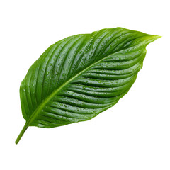 Close-up of a vibrant green leaf with water droplets (1)