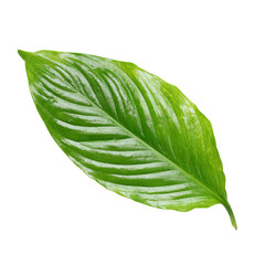 Close-up vibrant green leaf, distinct veins
