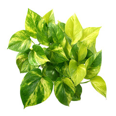 Vibrant variegated plant cluster