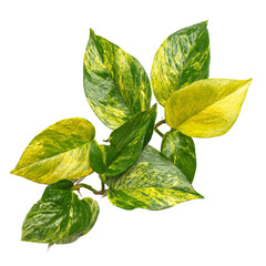 Variegated plant leaves, vibrant colors