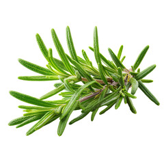 Fresh rosemary sprigs, vibrant green