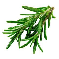 Close-up sprig of vibrant green rosemary