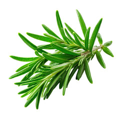 Fresh rosemary sprig, vibrant green (2)