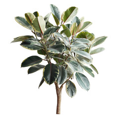 Fiddle-leaf fig plant with variegated leaves