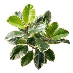 Variegated plant, lush leaves