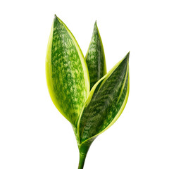 Close-up of two vibrant snake plant leaves (1)
