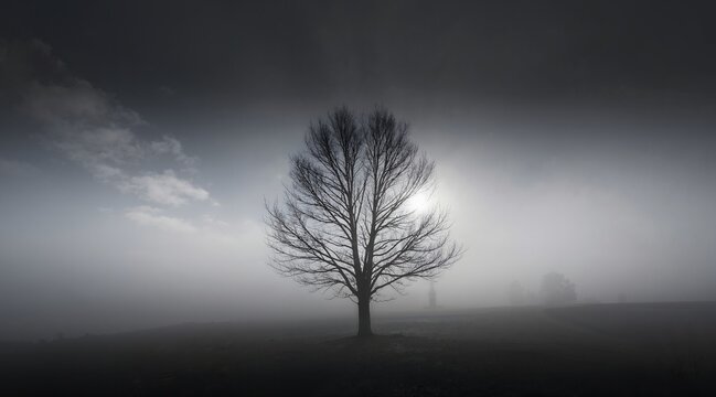 lonely tree in the fog - Powered by Adobe