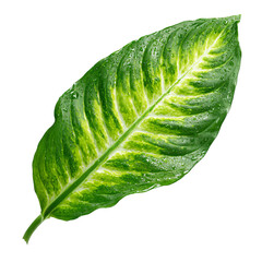 Lush green leaf with white variegation
