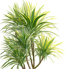 Yellow and green variegated plant