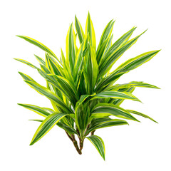 Yellow-and-green plant with spiky leaves