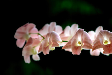 Vibrant orchid flower in full bloom