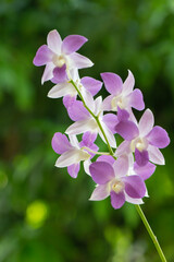 Vibrant orchid flower in full bloom