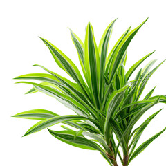 Vibrant green and white plant leaves