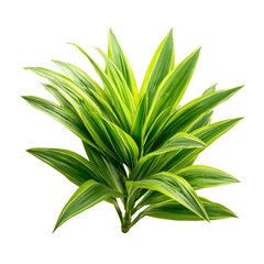 Vibrant green plant with yellow variegation