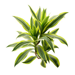 Vibrant green and yellow plant with striped leaves