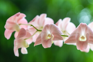 Vibrant orchid flower in full bloom