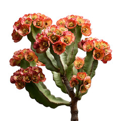 Close-up of vibrant orange-red flowers on a spiky succulent plant