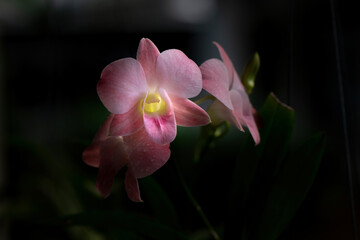 Vibrant orchid flower in full bloom