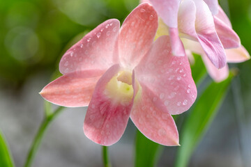 Vibrant orchid flower in full bloom