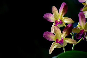 Vibrant orchid flower in full bloom