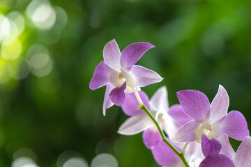 Vibrant orchid flower in full bloom
