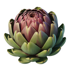 Obraz premium Close up of a fresh artichoke vegetable food ingredient on transparent background