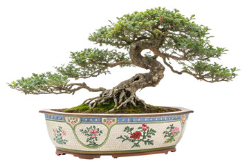 Bonsai tree in decorative pot ideas