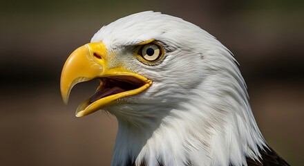 Obraz premium Majestic bald eagle portrait showcasing fierce expression and plumage details