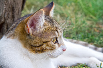 Close-up of the cat's head in profile. Cat resting in the garden on the grass