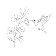 Obraz premium Illustration of hummingbird feeding on a flower
