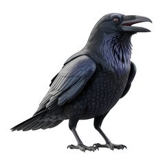 Fototapeta premium Isolated raven image standing crow dark bird black background on transparent background