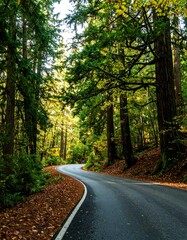 Obraz premium Winding road through autumn forest. Sunlight filters through trees