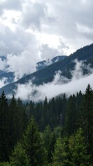 Obraz premium Misty mountain forest landscape (1)