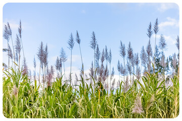 Champ de cannes à sucre en fleurs 