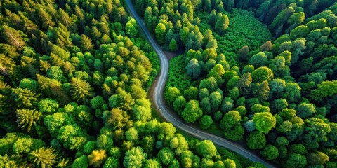 Aerial View of a Winding Road Through a Lush Green Forest Canopy