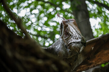 Adult Pteranodon flying with a forest in the background.
