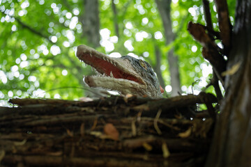 Close-up of a baby Pteranodon figurine's head in a nest in the forest.
