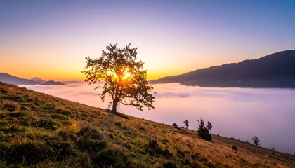 Sunrise over a mountain meadow with a lone tree
