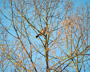 birds on a tree